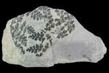 Pennsylvanian Fossil Fern (Sphenopteris) Plate - Kentucky #112924-1